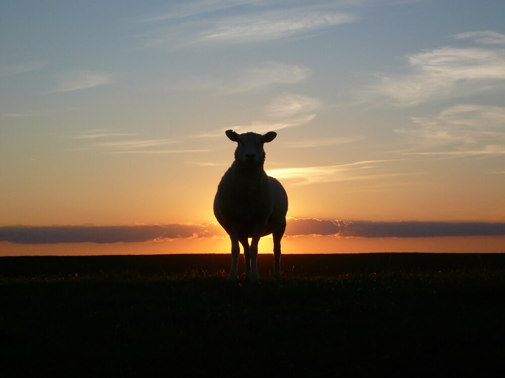 Sheep Sunset